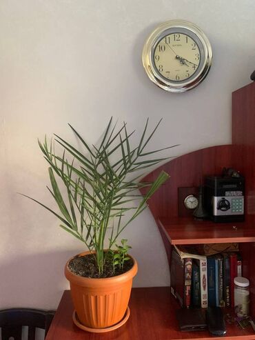 Финики: Финиковая пальма. 
высота стебля - 70 см