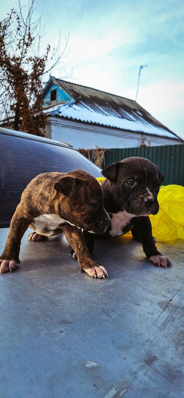 Продажа собак: Питбуль, 1 месяц, Самец — 3