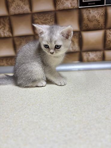 Pişiklər: Britan — 11