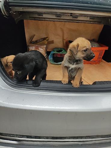 it pitbull: Zvonok, 1 ay, Dişi — 10