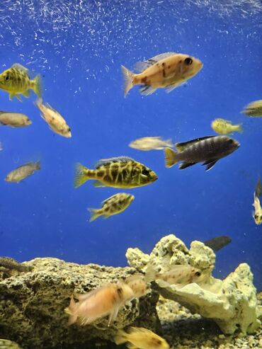 Рыбы: Цихлиды-подростки оптом! - бирюзовая акара - голубой дельфин - — 11