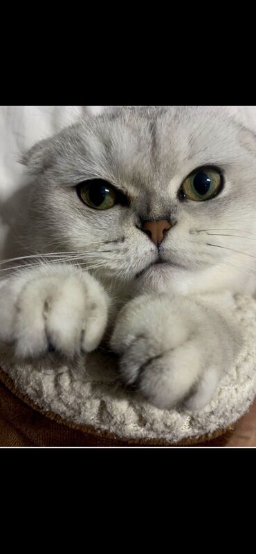 Коты: Срочно продаю породистую кошечку в связи с переездом! Шотландская