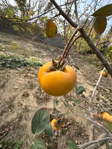 Uzunmüddətli kirayə mənzillər: Seeabrezin məktəbinin yanında 5--sotun içinde 3 otaqlı,bağ evi her — 9