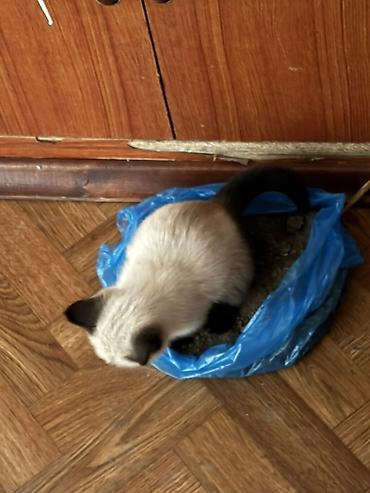 котята сибирской кошки купить: Сиамская, 2 месяца, Девочка, Приучена к лотку — 3