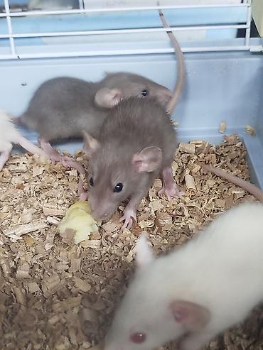 Кемирүүчүлөр: Продам маленьких крысят декоративные, дамбо — 1