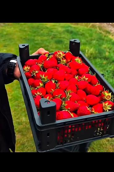 ящик для почты купить: В пластиковые ящики новые от производителя предсезонная распродажа 👍🏻 — 6
