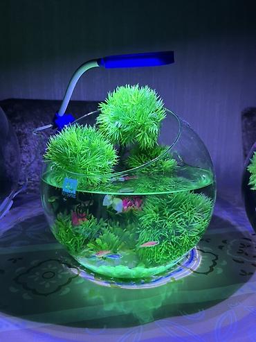 Akvariumlar: Yumru akvarium, Balıqlarla birlikdə, 5 l, Pulsuz çatdırılma — 1