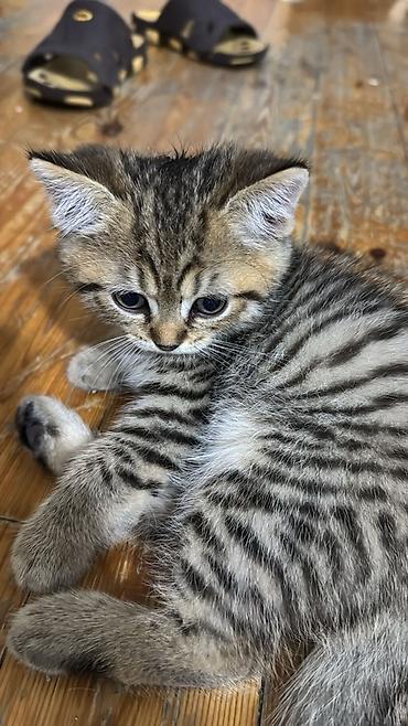 heyvan pişik: Tabbi — 7