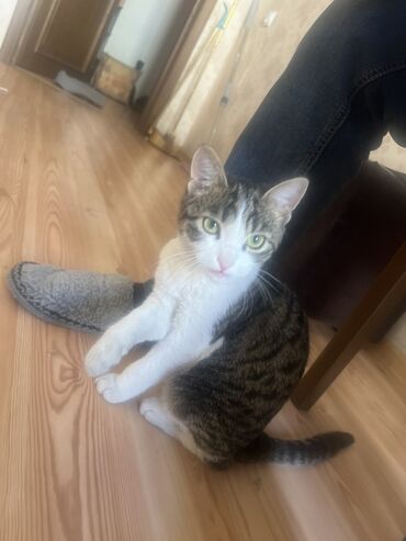 Отдам даром кошку: БЕСПЛАТНО 2 кошечки в хорошие руки. В связи с переездом в другую — 4