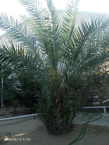 palma agaci satilir: Xurma (xurma xurması) ağacı – dekorativ və məhsuldar landşaft bitkisi — 1