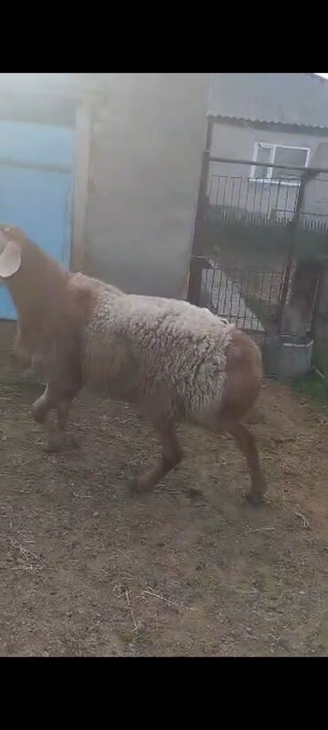 Бараны, овцы: Продаю | Овца (самка), Ягненок, Баран (самец) | Гиссарская, Арашан | На забой, Для разведения, Для шерсти — 9