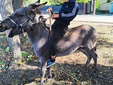 ферме: Ушул номерге жазгыла Ватсап эле иштейт — 2