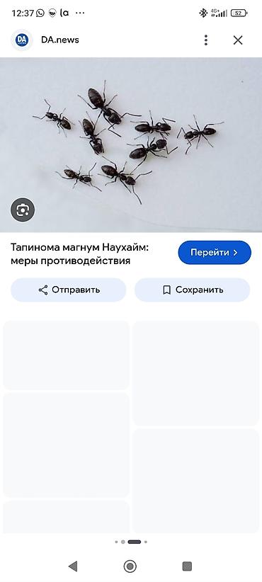 собаки лайки: Продам за 1000 сомов хотя рыночная стоимость 1.500 сомов — 2