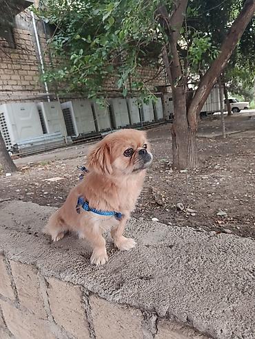 pekin ördeği: Cins: Pekinges (Pekingese) Rəng: açıq qəhvəyi/qızılı Cinsiyyəti: erkək — 3