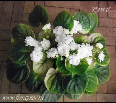 Otaq bitkiləri: 5,6 m starter — 5