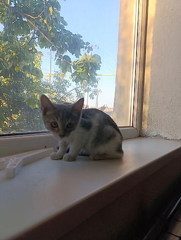 коты бишкек: Милый домашний котёнок скоттиш страйт серебристо-серым тигровым — 9