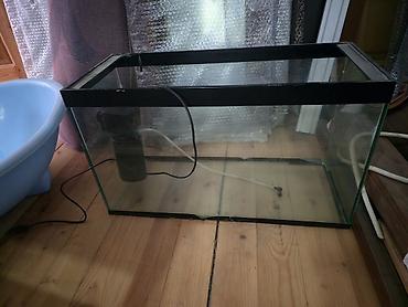 akvarium baliqlari satilir: Şüşə akvarium və avadanlıq dəsti - Ölçü təxmini: orta həcmli — 1
