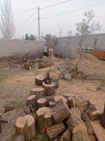 Другие услуги: Услуги арбориста обследование дерева и экспертная оценка его — 10