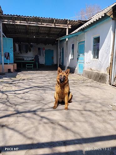 Продажа собак: Немецкая овчарка - Порода: немецкая овчарка (чёрно-рыжий окрас — 10