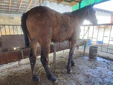 Лошади, кони: Продаю | Кобыла (самка) — 9