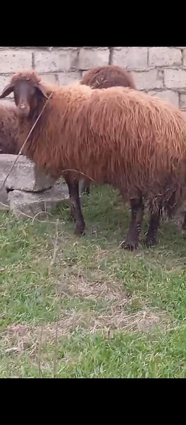Mal-qara: Dişi morkaravan cinsi qoyun satılır damazliq 1 il2 ayliqdi ciddi — 5