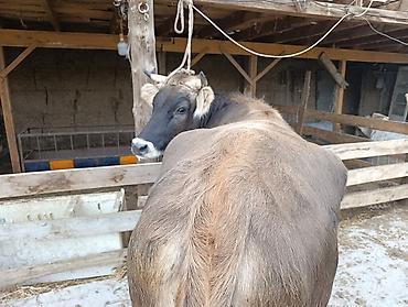 Продам с/х животных: Продаю | Корова (самка) | Для разведения | Стельные, Отела не было, Искусственник — 4