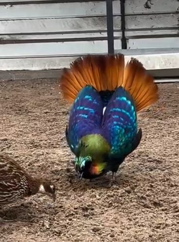 Bu Himalay monal quşu, parlaq rəngli lələkləri və qəşəng quyruğu ilə