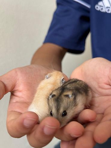 Хомяки: Карликовые хомячки (джунгарики). Два окраса: - песочный (кремово‑рыжий — 8