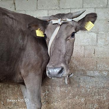 Коровы, быки: Продаю | Корова (самка) | Для молока — 1
