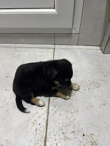 ucuz ev itleri: Labrador-retriver, 2 ay, Erkək, Peyvəndli, Ünvandan götürmə — 1