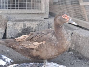 Quş: Salam lal ördəklər satılır .Fərələr 25 xoruzlar 35 azn .Fərələr — 5
