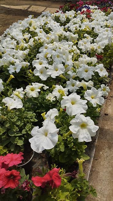 bənovşəyi gullər: Məhsul: Saksıda petuniya (Petunia) dekorativ çiçəklər Təsvir: - Rəng — 1