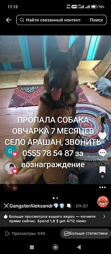 обмен на немецкую овчарку: Немецкая овчарка, 7 месяцев, Самка — 4
