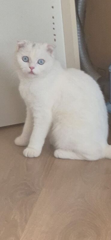 Pişiklər: Şotland, Dişi, Ünvandan götürmə — 3