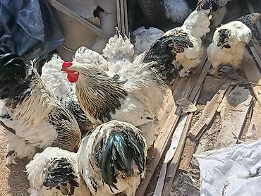 куры брамма: Продаю | Куры | Брама | Для разведения — 5