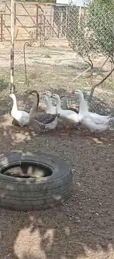 qaz farm: Qaz sürüsü – ev quşları Məhsul təsviri: - Ağ və boz rəngli yerli — 2