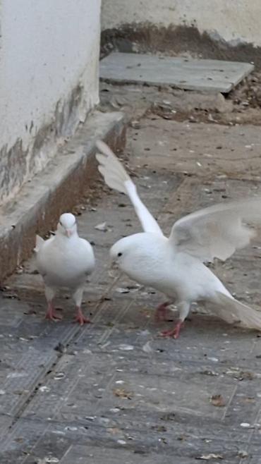 Quşlar: Məhsul: Fərqli rəng və naxışlarda ev göyərçinləri (kolleksiya və uçuş — 4
