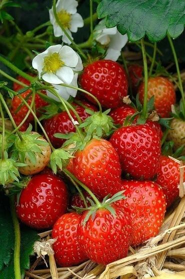 Фрукты и ягоды: Семена и саженцы Клубники, Самовывоз, Платная доставка