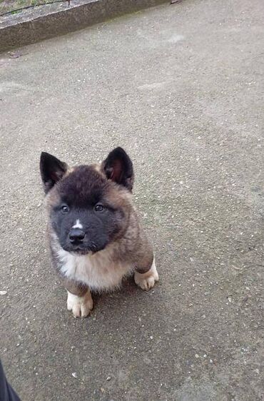 Psi: Prodajem stenad Americke Akite, od kvalitetnih roditelja. Stenci su na lalafo.rs — 5 Psi: Prodajem stenad Americke Akite, od kvalitetnih roditelja. Stenci su — 5