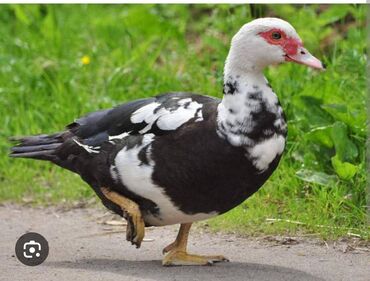 сколько стоит намордник для собак: Продаю уток за утку прошу 800с - Порода: мускусная утка