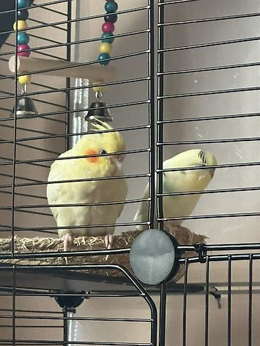 🦜 Продаются корелла и волнистик вместе с клеткой Продаю двух красивых at lalafo.kg 🦜 Продаются корелла и волнистик вместе с клеткой Продаю двух красивых