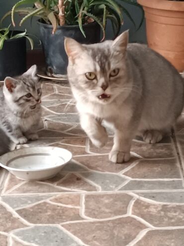 cins ineklerin satisi 2018: Dişi, Yaxşı əllərə, Ünvandan götürmə, Ödənişli çatdırılma