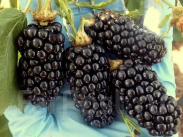 Ежевика: Ежевика Оптом, Бесплатная доставка, Самовывоз — 10