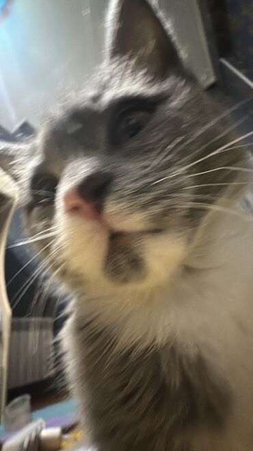 Продажа кошек: Скотиш Страйт (Шотландская прямоухая), 3 месяца, Девочка, Серый, Приучена к лотку at lalafo.kg — 11 Продажа кошек: Скотиш Страйт (Шотландская прямоухая), 3 месяца, Девочка, Серый, Приучена к лотку — 11