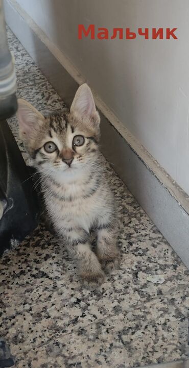 2 mertebe carpayilar v Azərbaycan | UŞAQ ÇARPAYILARI: Котята ищут дом, отдадим в добрые руки
(возраст 2,5 месяца)
