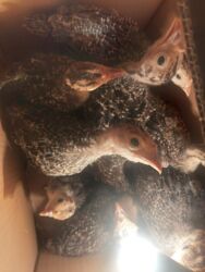 самюн ван в таджикистане: Satilir