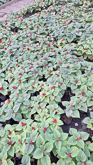 Другие садовые цветы и кустарники: Только оптом.По штучно не звонить.Рассада однолетних цветов для клумб — 8