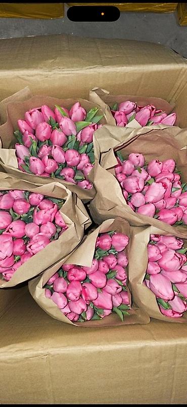 Букеты из живых цветов: Тюльпаны Голландские от 85с ОПТОМ (Район ж/м Кок Жара) ул — 13