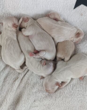heyvan qəfəsi: Pekines, 1 ay, Dişi, Peyvəndli, Pulsuz çatdırılma
