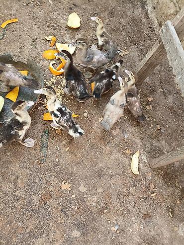 ordey satisi: Evden kocuruk deyene satiram hamisini . tek tek satmiram . Muscovy — 2